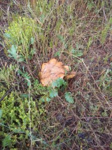 IMG_20160529_080554.jpg