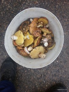 IMG_20160529_141824.jpg