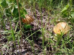 IMG_20160528_130119.jpg