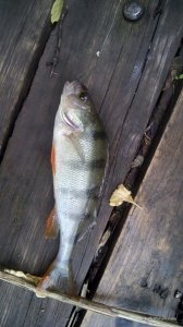 IMG_20160529_150611_1.jpg