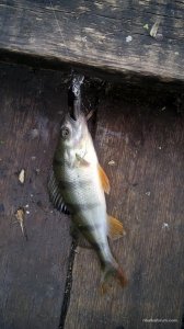 IMG_20160529_163515_1.jpg