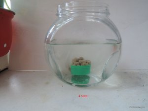 Пеллеты Слива замоченные_04_1.JPG
