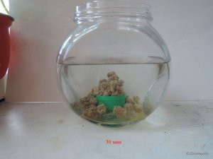 Пеллеты Слива замоченные_07_1.JPG