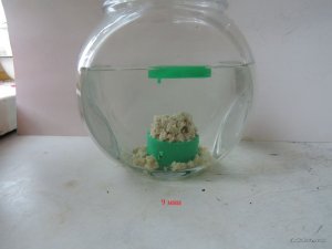 Пеллеты Гороховые сухие_05_1.JPG