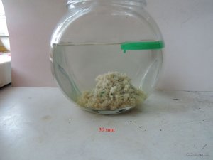 Пеллеты Гороховые сухие_07_1.JPG
