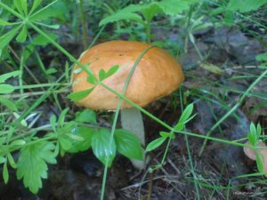 DSC02410.JPG