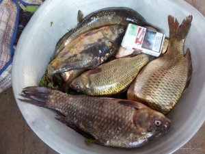 IMG_20160529_113136.jpg