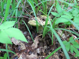 IMG_8507.JPG