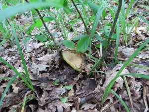 IMG_8510.JPG