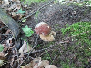 IMG_8556.JPG