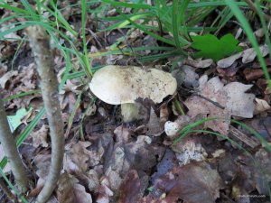 IMG_8571.JPG