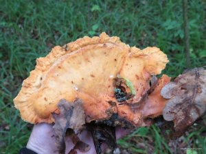 IMG_8536.JPG