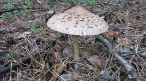 IMG_4104.JPG