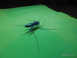 DSCN2057.JPG