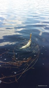 20160604_124013.jpg