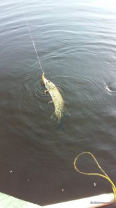 20160604_075834.jpg