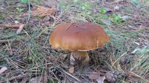 DSC_0390.jpg