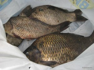IMG_0449.JPG
