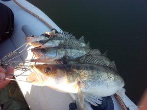 IMG_20160604_184527.jpg
