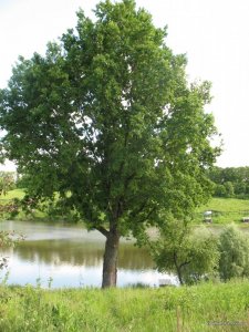 IMG_0100.jpg