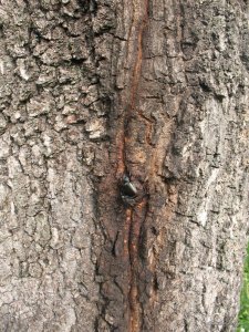 IMG_0106.jpg