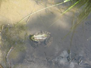 IMG_0111.jpg