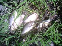 IMG0349A.jpg