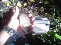 IMG0354A.jpg