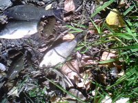 IMG0355A.jpg