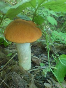 DSC02425.JPG