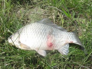 IMG_0133.jpg