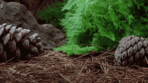 kak-rastut-lesnye-griby.gif