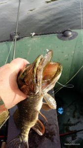 20160611_085206.jpg