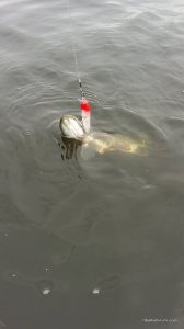 20160611_112350.jpg