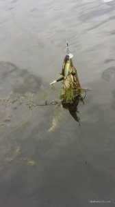20160611_121442.jpg