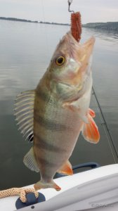 IMG_20160611_181335.jpg