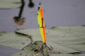 IMG_8865.JPG