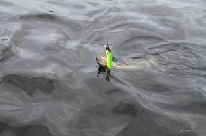 IMG_8782.JPG