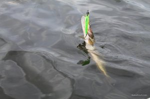 IMG_8784.JPG