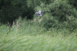 IMG_8811.JPG