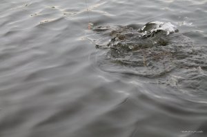 IMG_8847.JPG