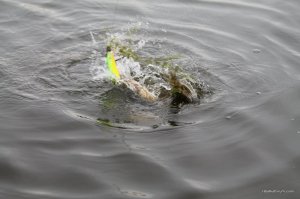 IMG_8836.JPG