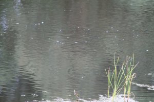 IMG_8771.JPG