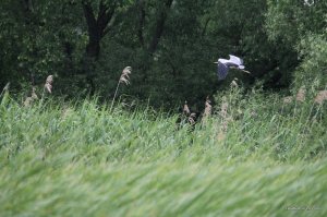 IMG_8812.JPG