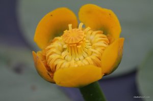 IMG_8858.JPG