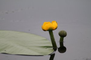 IMG_8864.JPG