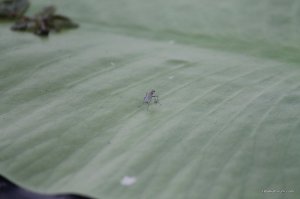 IMG_8867.JPG