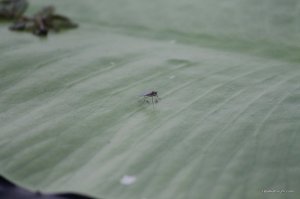 IMG_8868.JPG