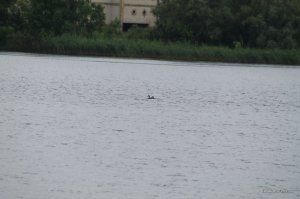 IMG_8764.JPG