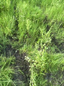 IMG_20160610_153119.jpg